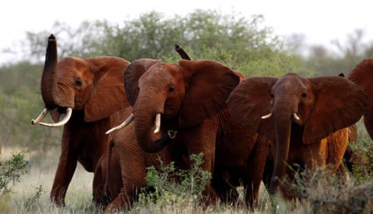 3 Days Kenya Safari to Tsavo East and Tsavo West National Parks